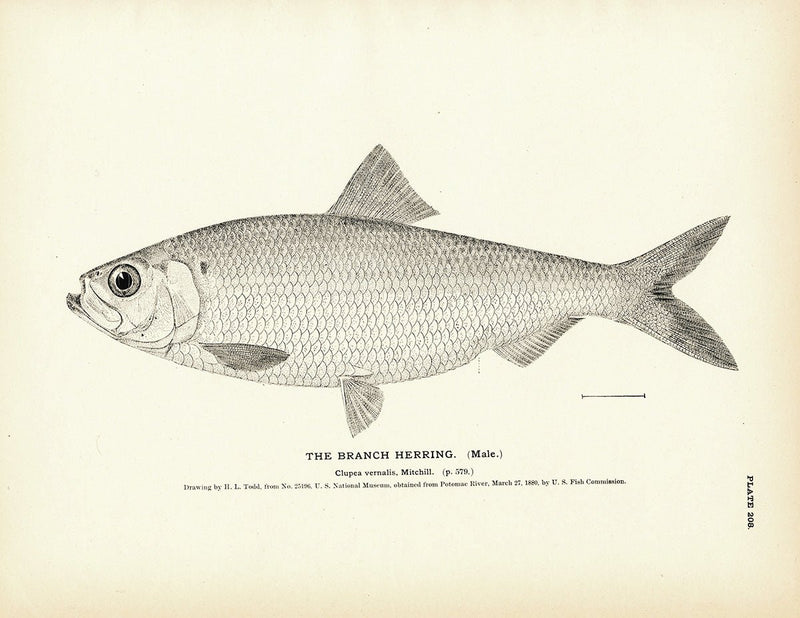 Branch Herring (Male) Art Print - Muir Way - Fisheries