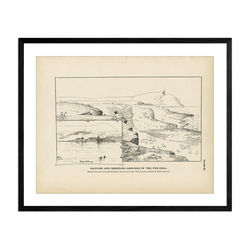 Hauling and Breeding Grounds of the Fur - Seal Art Print - Muir Way - Fisheries