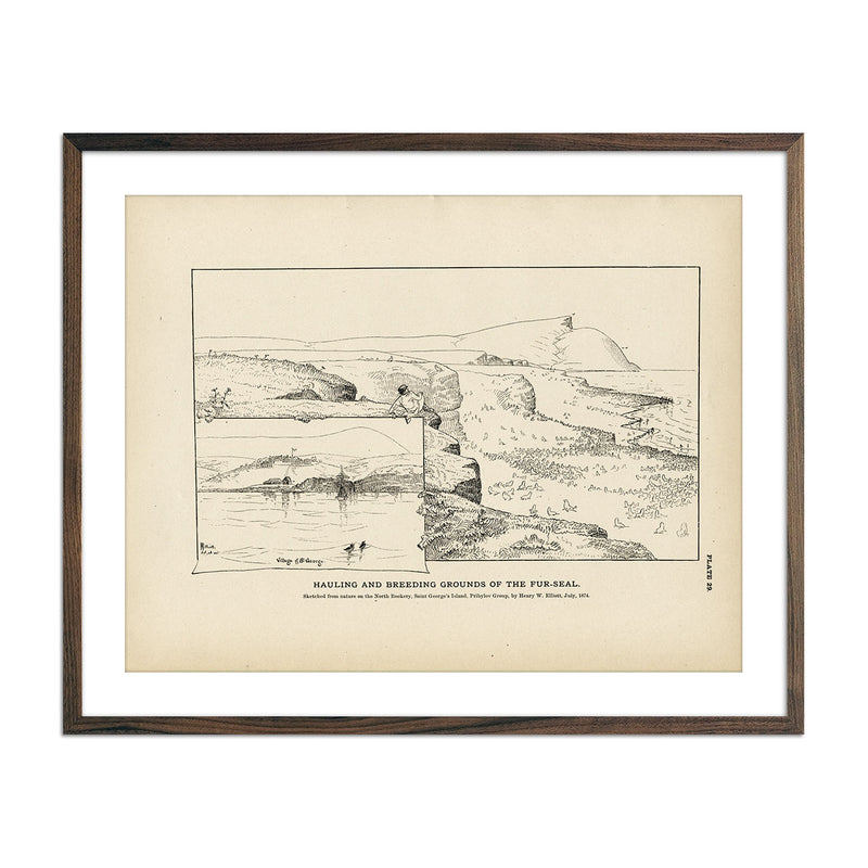 Hauling and Breeding Grounds of the Fur - Seal Art Print - Muir Way - Fisheries