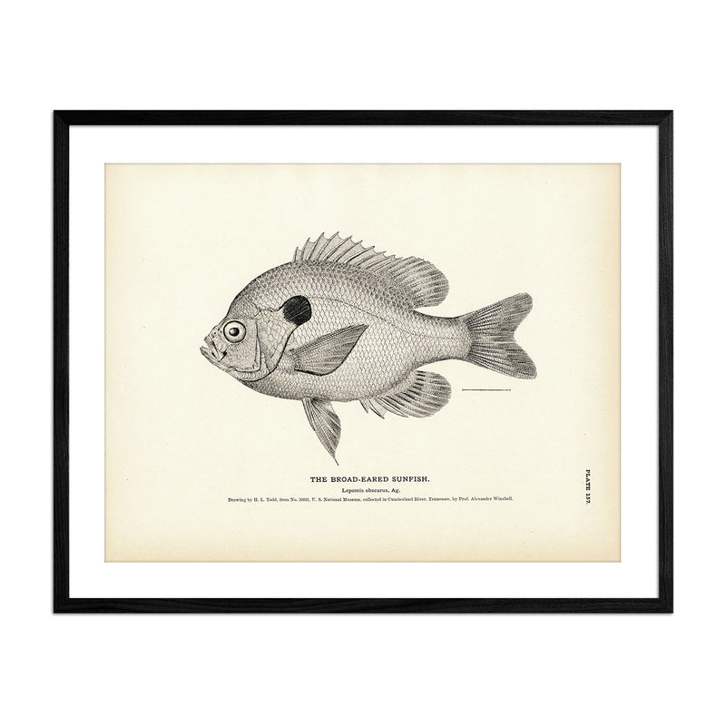 Broad - Eared Sunfish Art Print - Muir Way - Fisheries