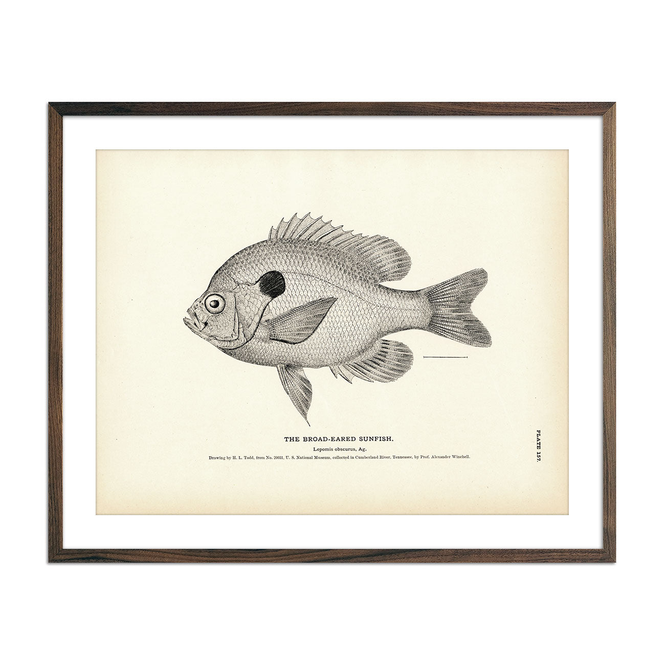Vintage Broad-Eared Sunfish print