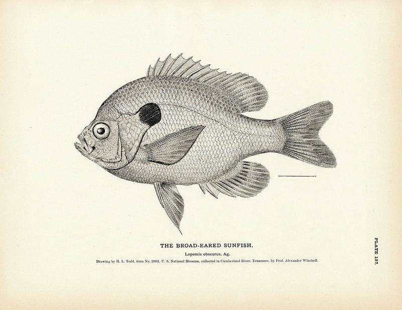 Broad - Eared Sunfish Art Print - Muir Way - Fisheries