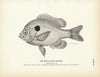 Broad-Eared Sunfish Art Print