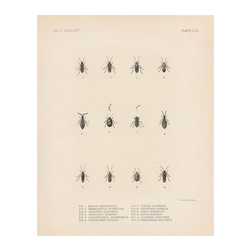 Bugs Art Print - Muir Way - Animals
