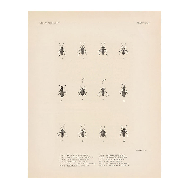 Bugs Art Print