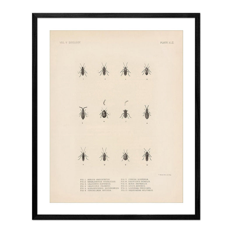 Bugs Art Print - Muir Way - Animals