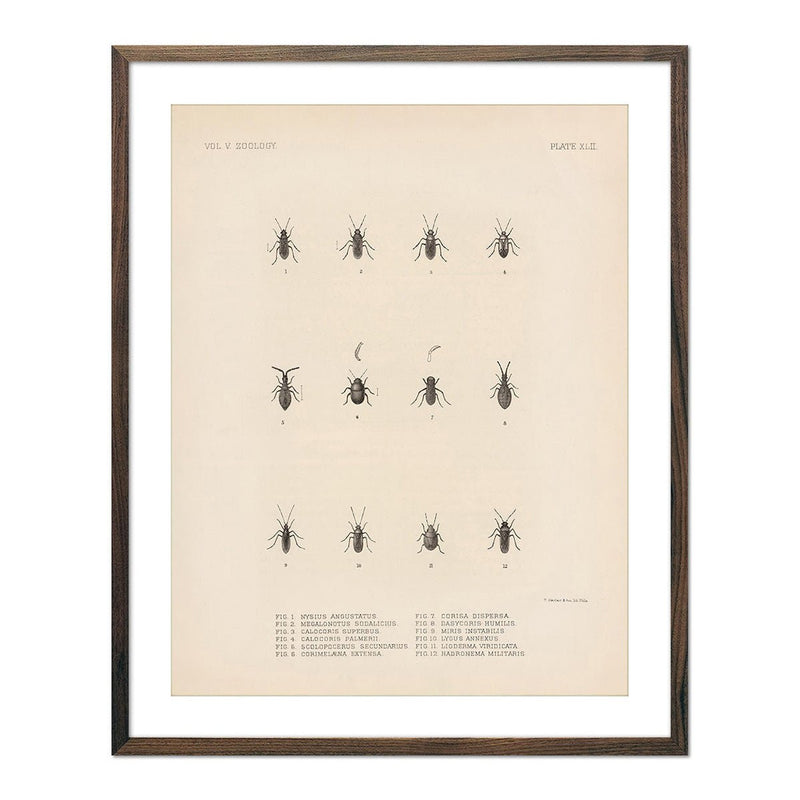 Bugs Art Print - Muir Way - Animals