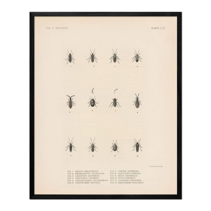 Bugs Art Print - Muir Way - Animals