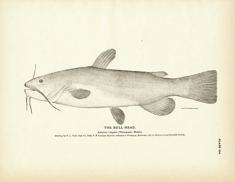 Bull - Head Art Print - Muir Way - Fisheries