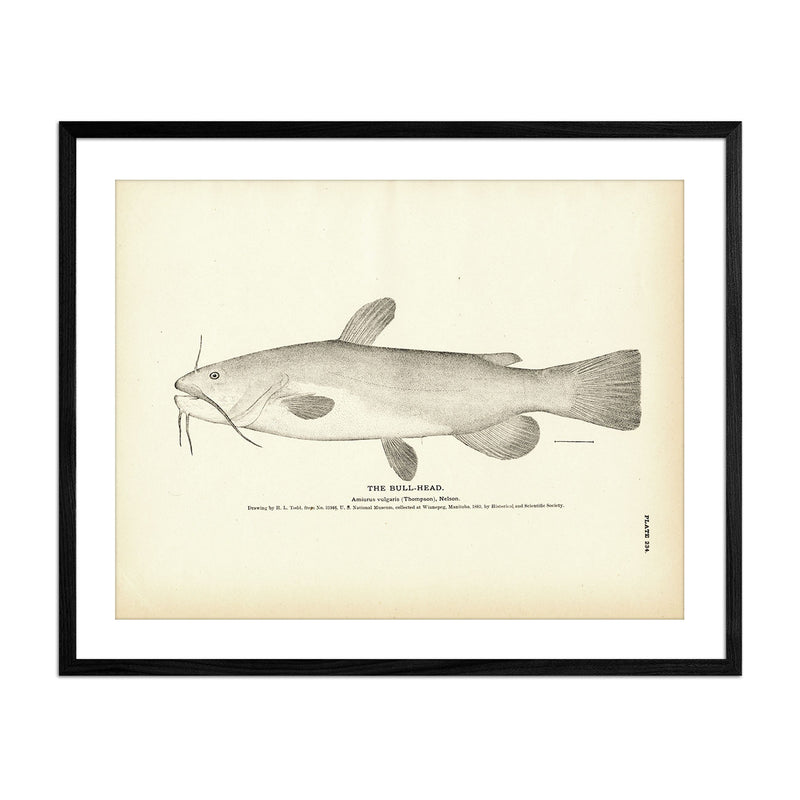 Bull - Head Art Print - Muir Way - Fisheries