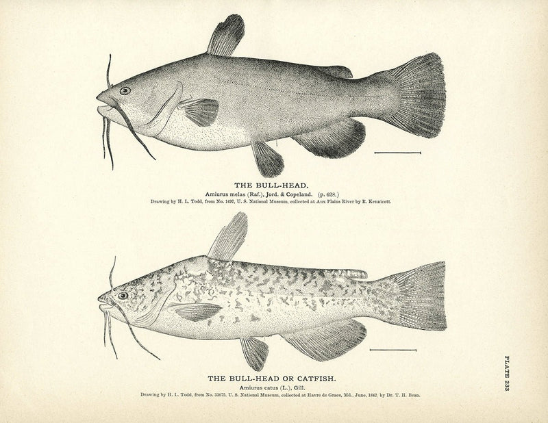 Bull - Head and Catfish Art Print - Muir Way - Fisheries