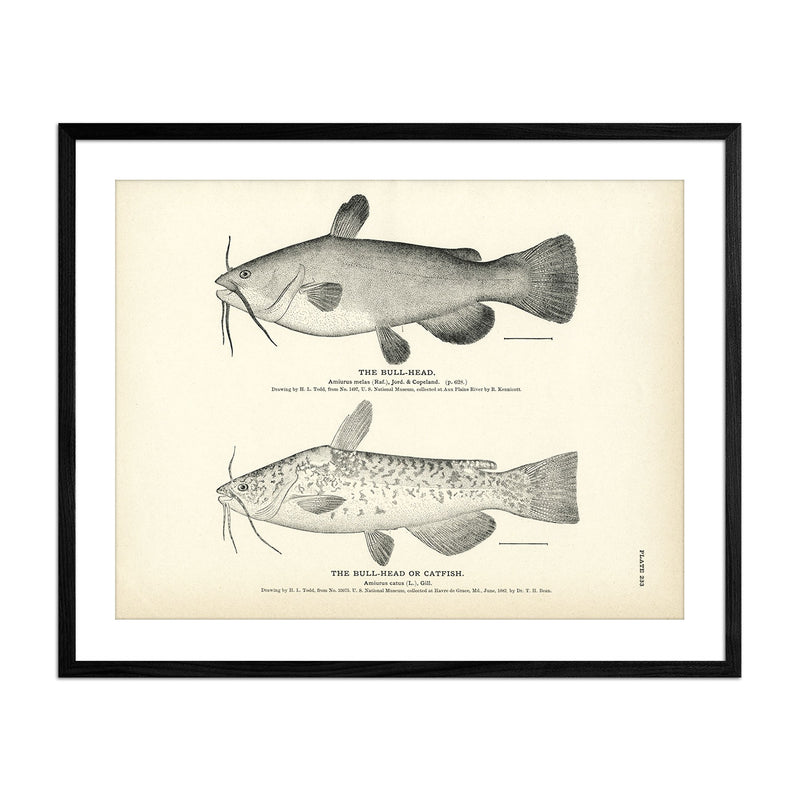 Bull - Head and Catfish Art Print - Muir Way - Fisheries