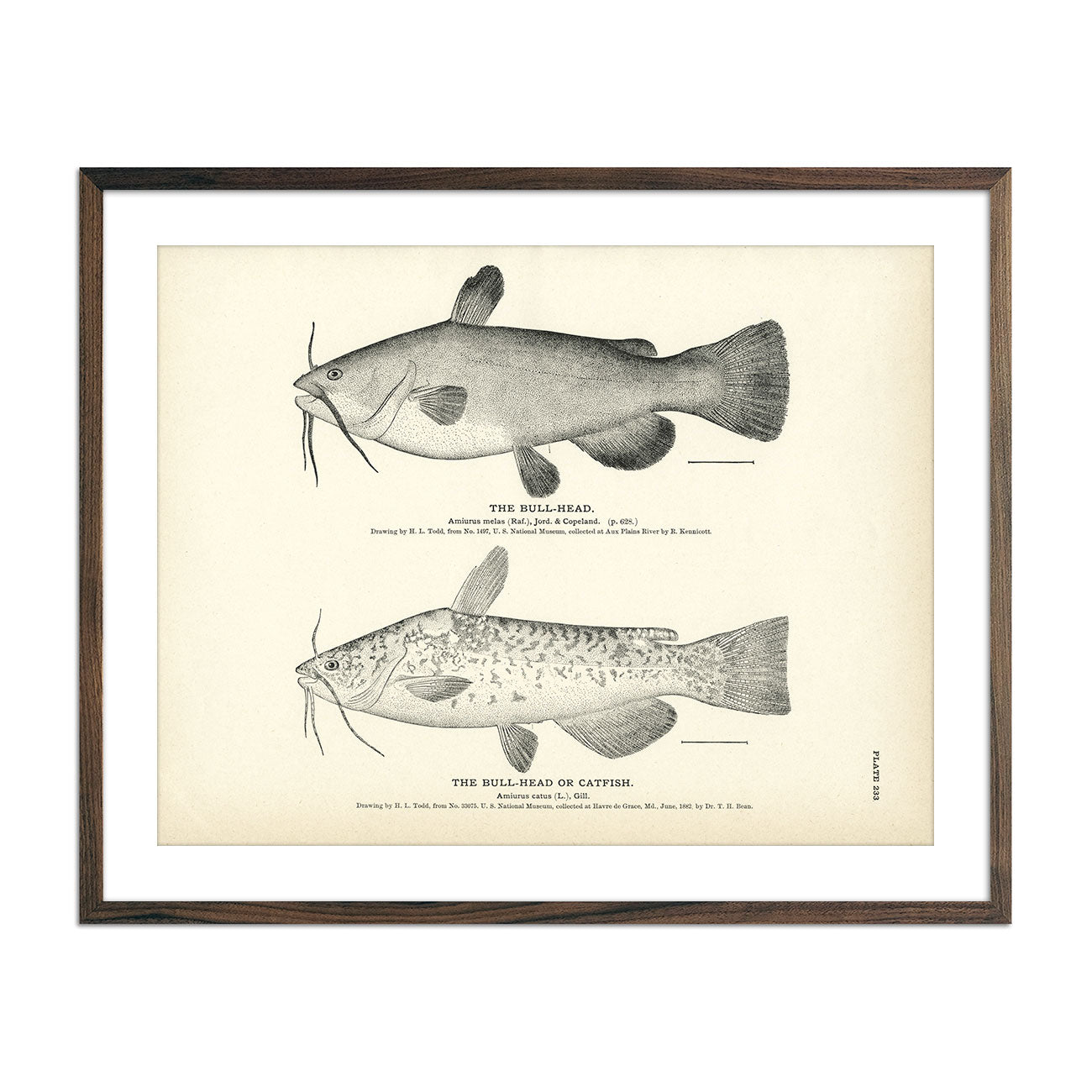 Vintage Bull-Head and Catfish print