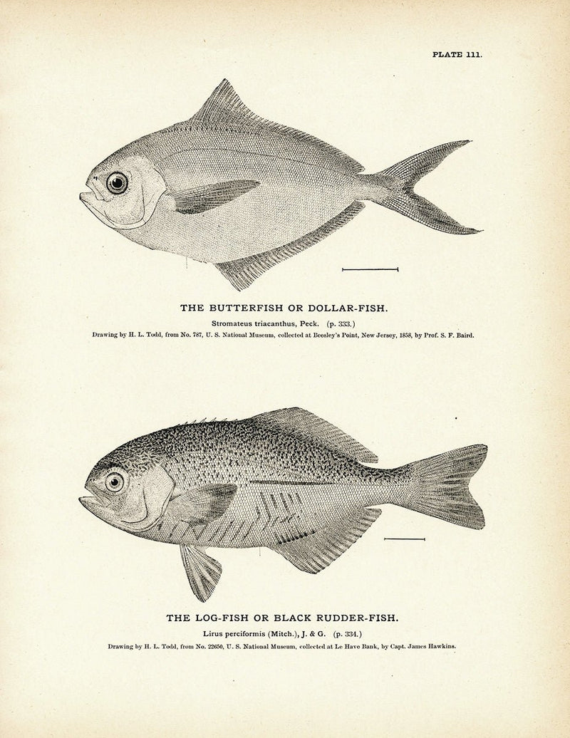 Butterfish (Dollar - Fish) and Log - Fish (Black Rudder - Fish) Art Print - Muir Way - Fisheries