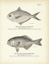 Butterfish (Dollar-Fish) and Log-Fish (Black Rudder-Fish) Art Print