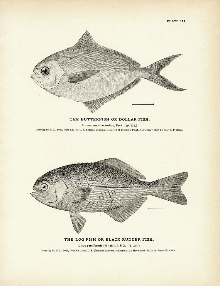 koi fish drawing outline - Google Search | Pez para colorear, Arte koi, Pez  koi dibujo
