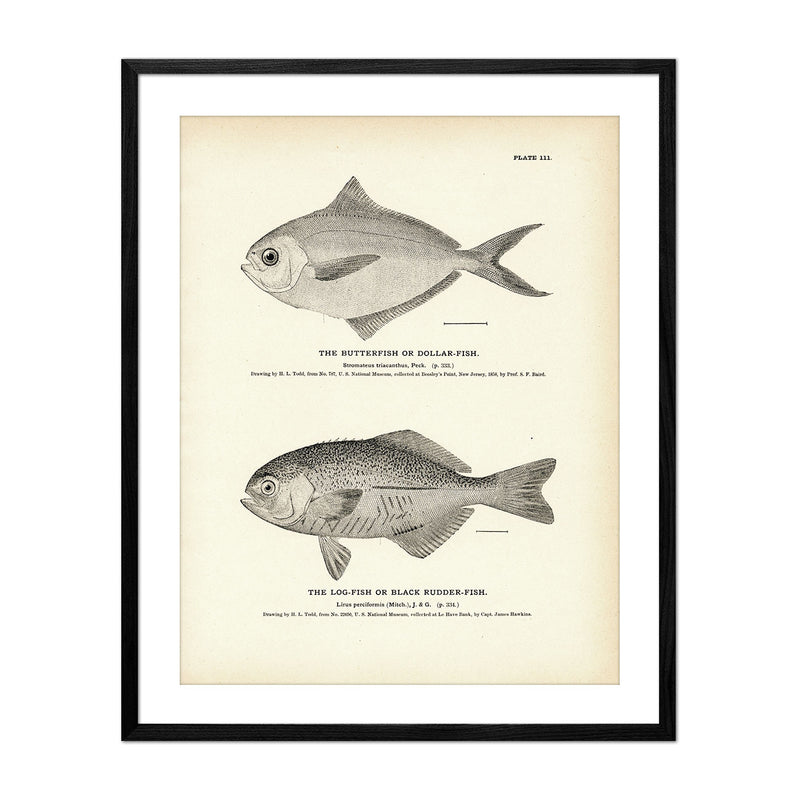 Butterfish (Dollar - Fish) and Log - Fish (Black Rudder - Fish) Art Print - Muir Way - Fisheries