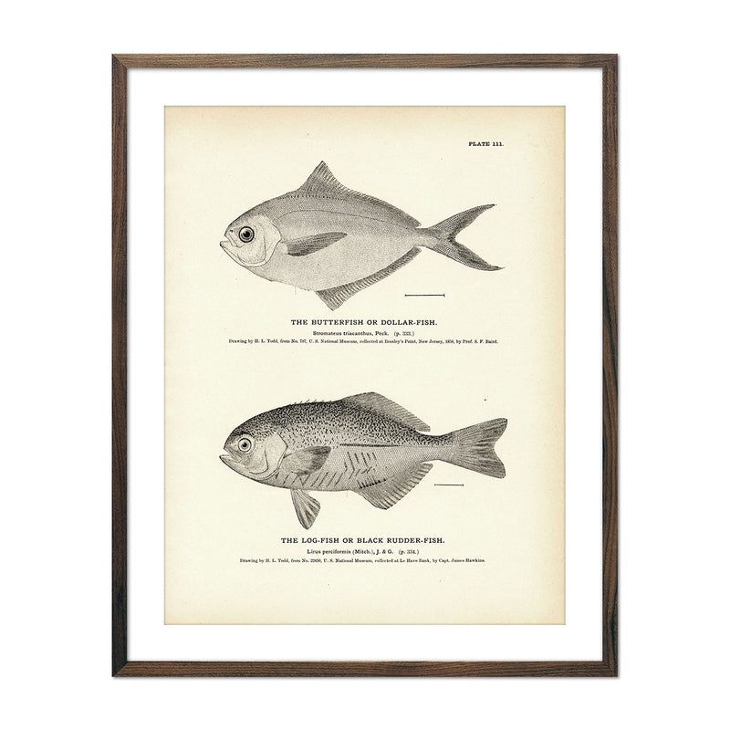 Butterfish (Dollar - Fish) and Log - Fish (Black Rudder - Fish) Art Print - Muir Way - Fisheries