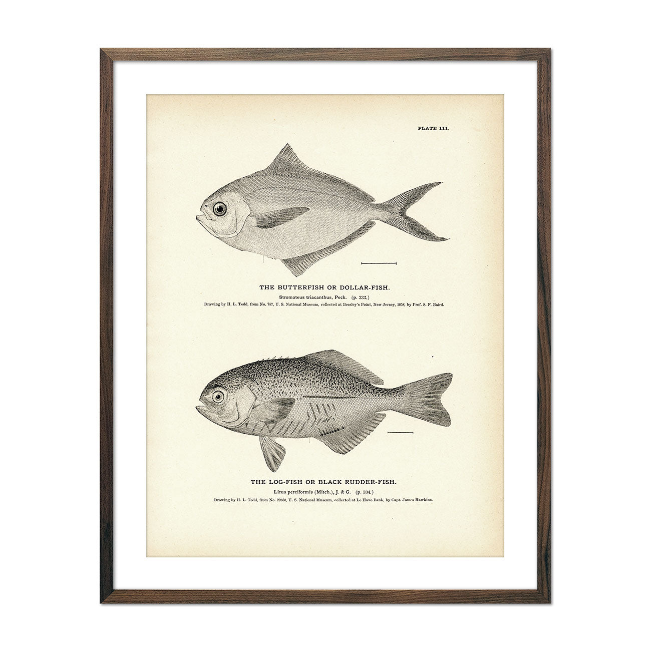 Vintage Butterfish and Log-fish print