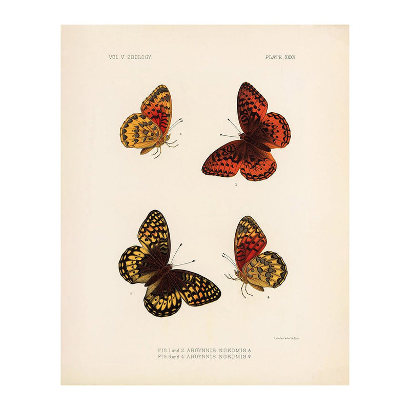 Butterflies - 1 Art Print - Muir Way - Animals
