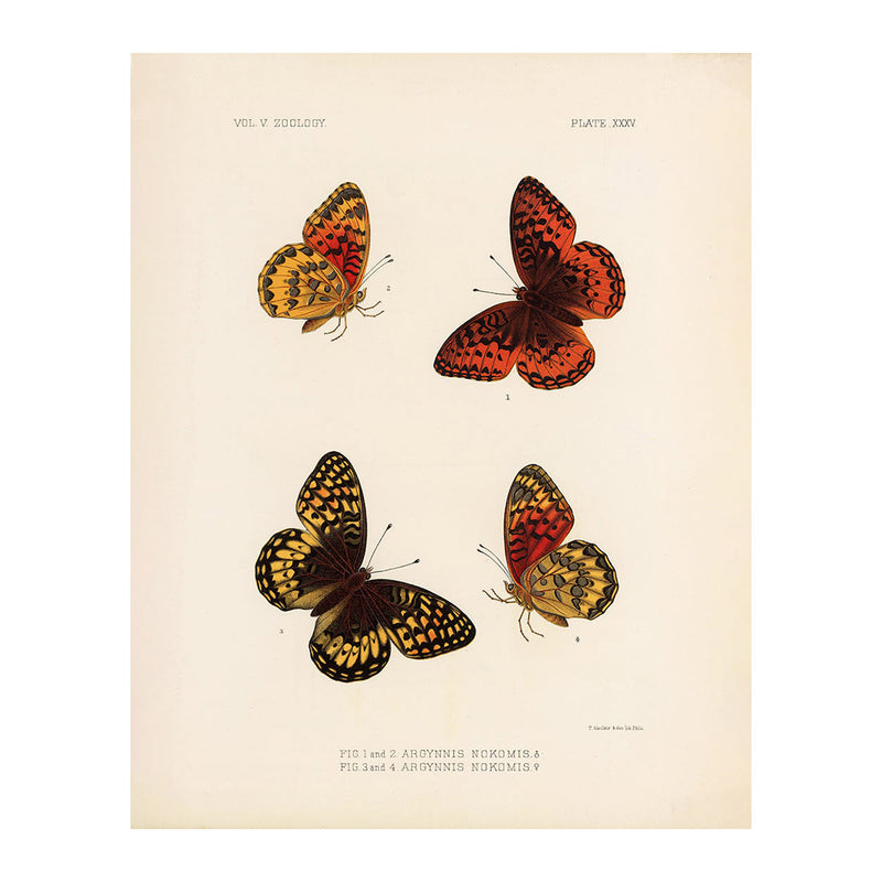 Butterflies - 1 Art Print