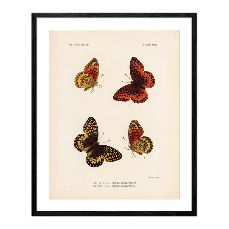 Butterflies - 1 Art Print - Muir Way - Animals
