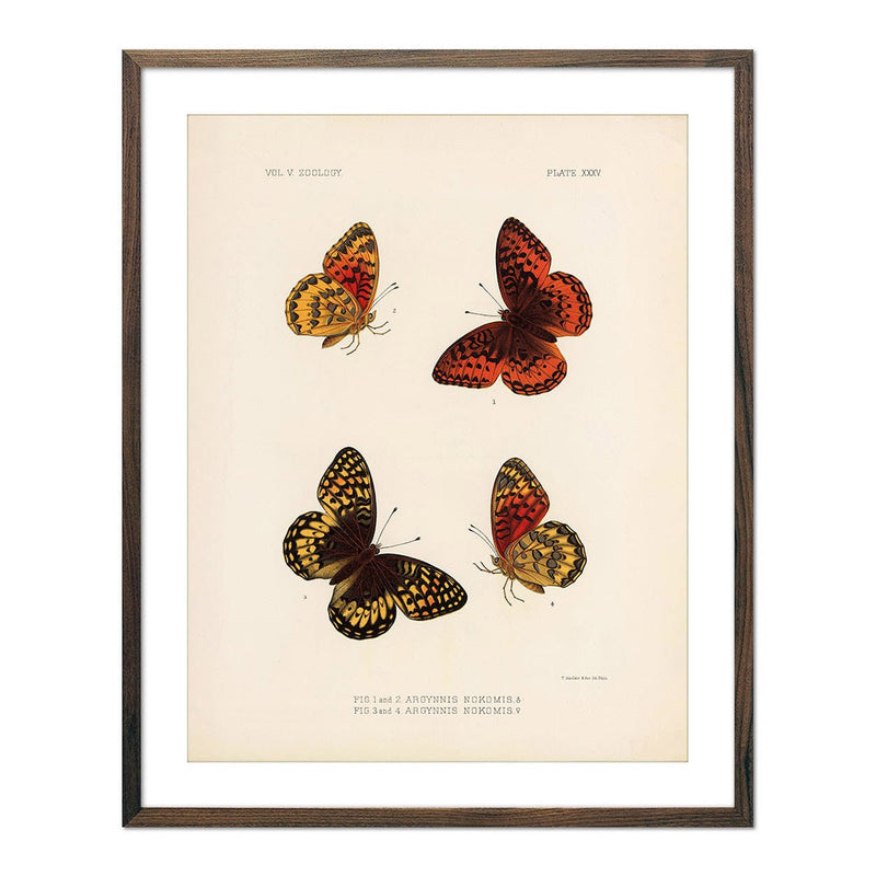 Butterflies - 1 Art Print - Muir Way - Animals