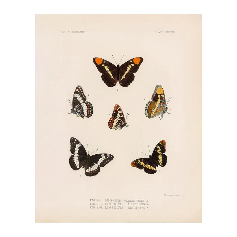 Butterflies - 2 Art Print - Muir Way - Animals