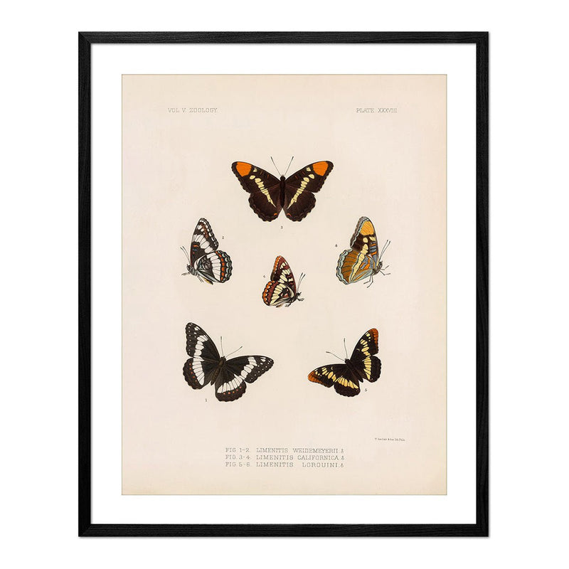 Butterflies - 2 Art Print - Muir Way - Animals