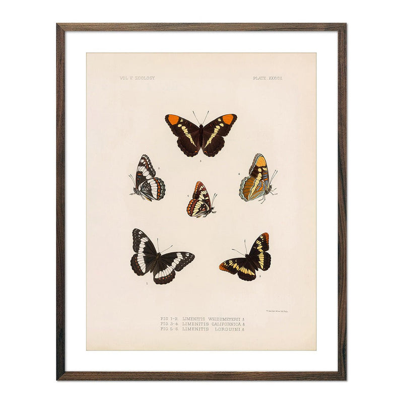 Butterflies - 2 Art Print - Muir Way - Animals