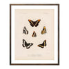 Butterflies - 2 Art Print
