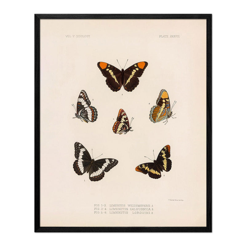 Butterflies - 2 Art Print - Muir Way - Animals
