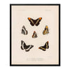 Butterflies - 2 Art Print