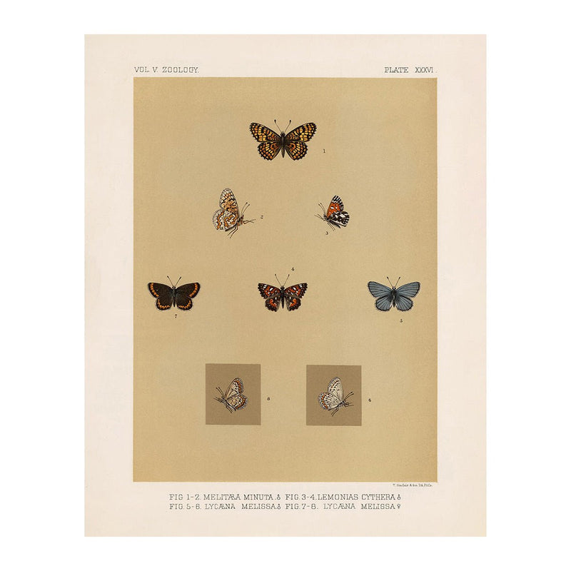 Butterflies - 3 Art Print - Muir Way - Animals