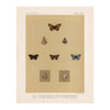 Butterflies - 3 Art Print