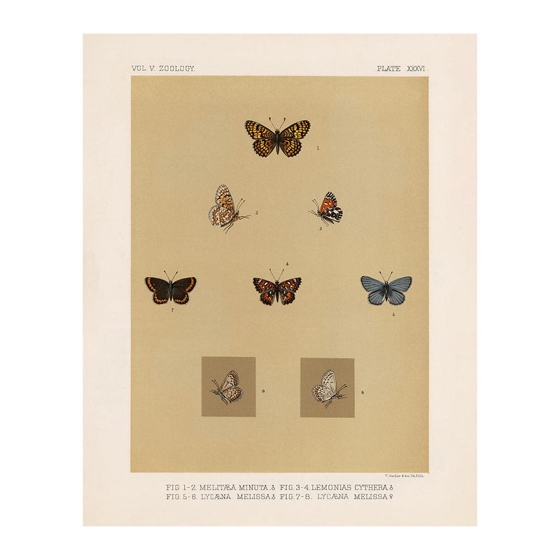Butterflies - 3 Art Print