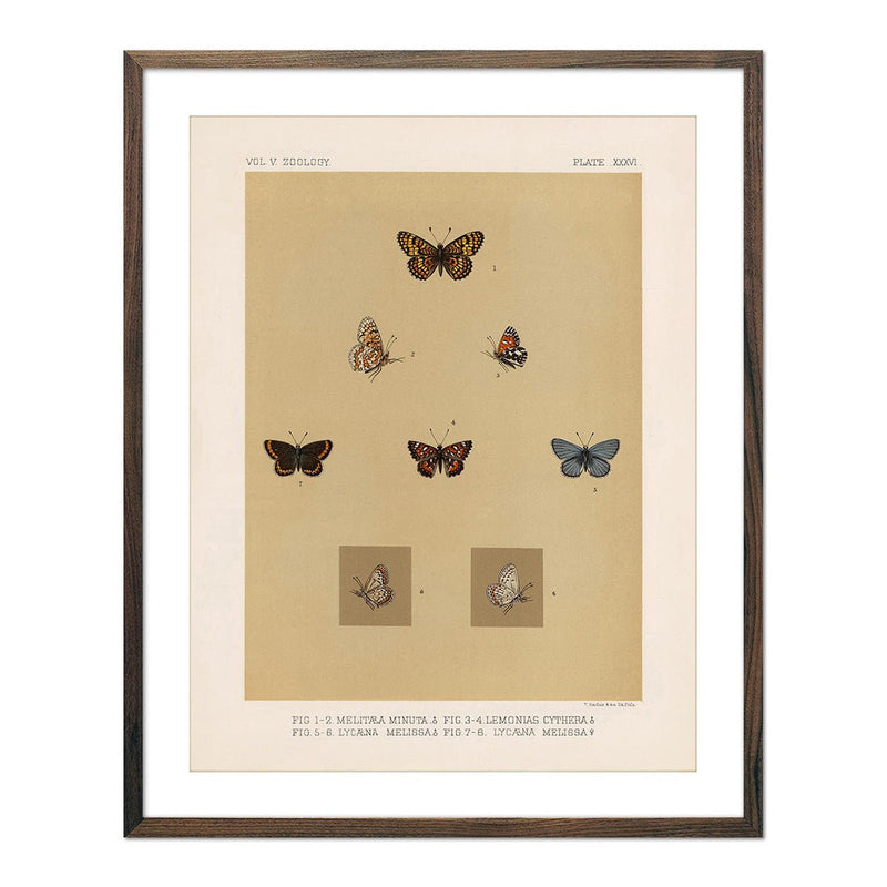 Butterflies - 3 Art Print - Muir Way - Animals