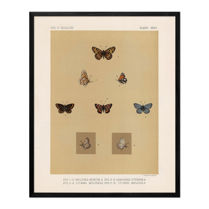 Butterflies - 3 Art Print - Muir Way - Animals