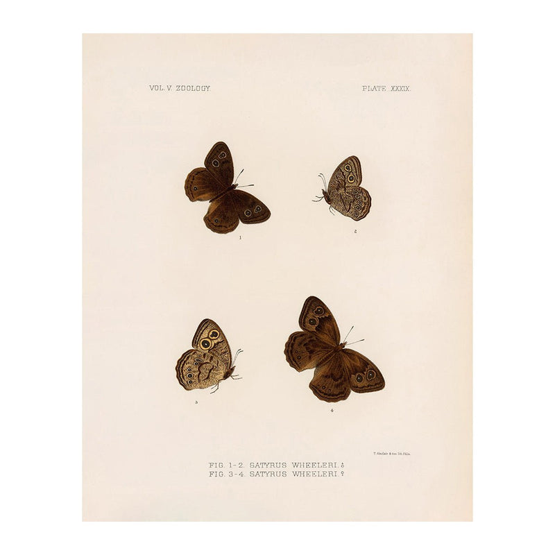 Butterflies - 4 Art Print - Muir Way - Animals