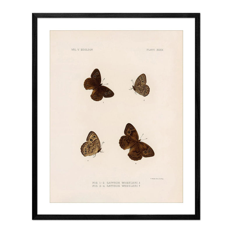 Butterflies - 4 Art Print - Muir Way - Animals