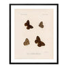 Butterflies - 4 Art Print