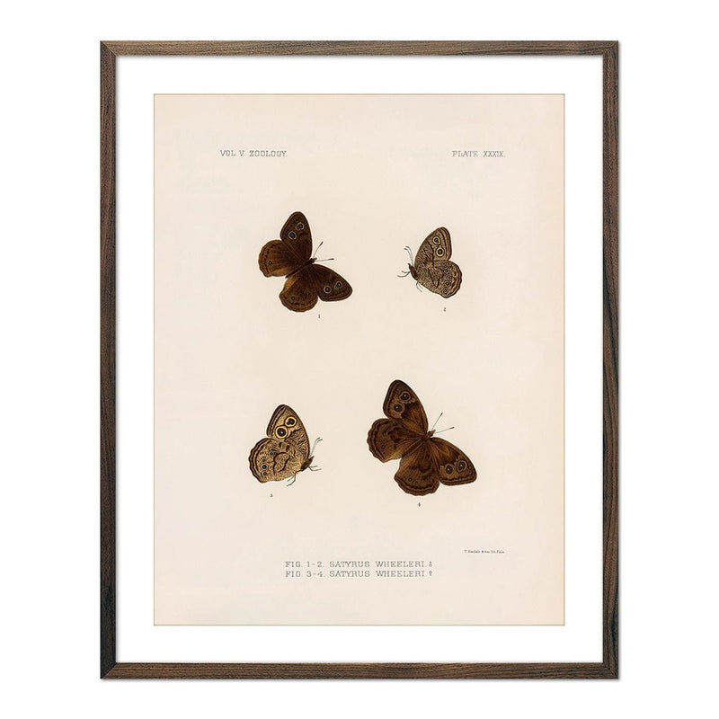 Butterflies - 4 Art Print - Muir Way - Animals