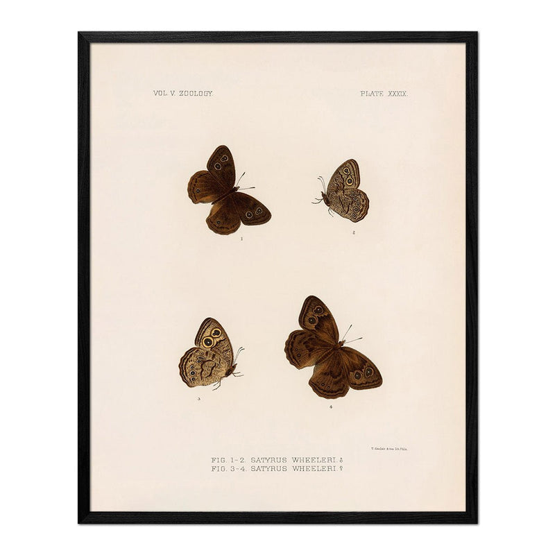Butterflies - 4 Art Print - Muir Way - Animals