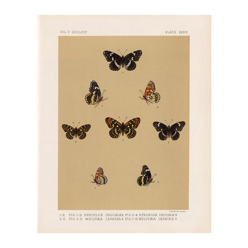 Butterflies - 5 Art Print - Muir Way - Animals
