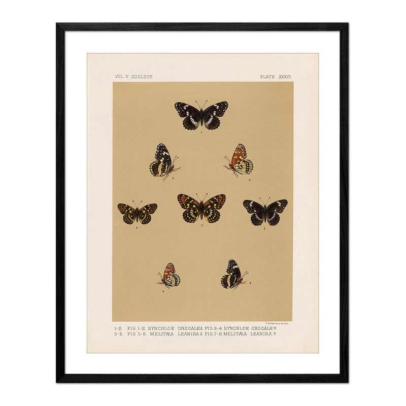 Butterflies - 5 Art Print - Muir Way - Animals