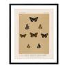 Butterflies - 5 Art Print