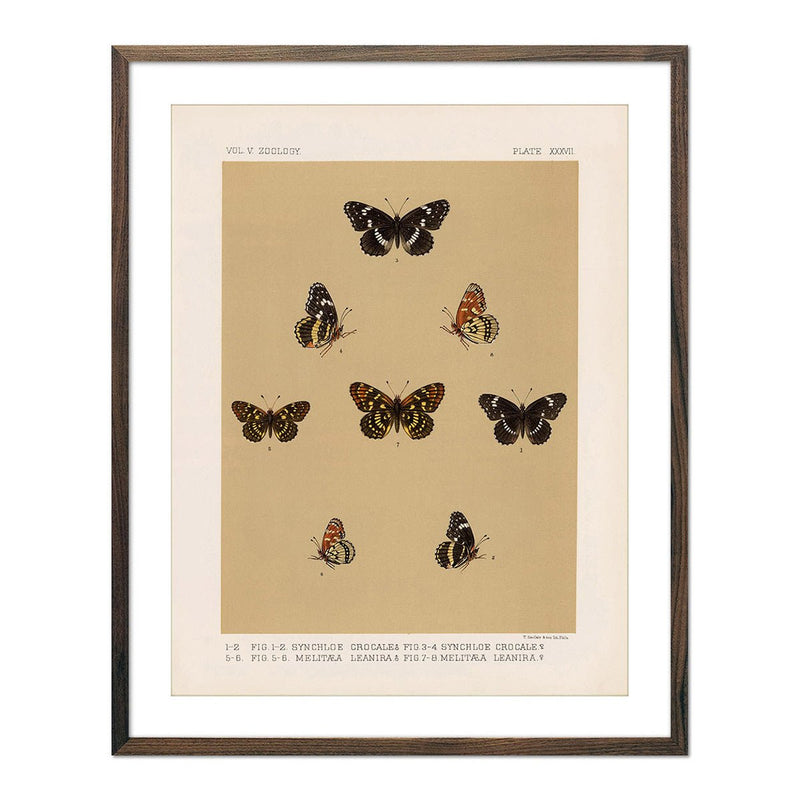 Butterflies - 5 Art Print - Muir Way - Animals