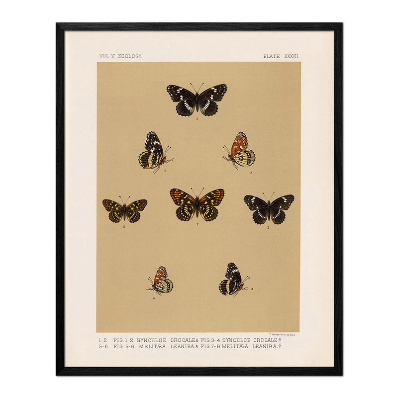 Butterflies - 5 Art Print - Muir Way - Animals