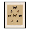 Butterflies - 5 Art Print