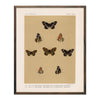 Butterflies - 5 Art Print